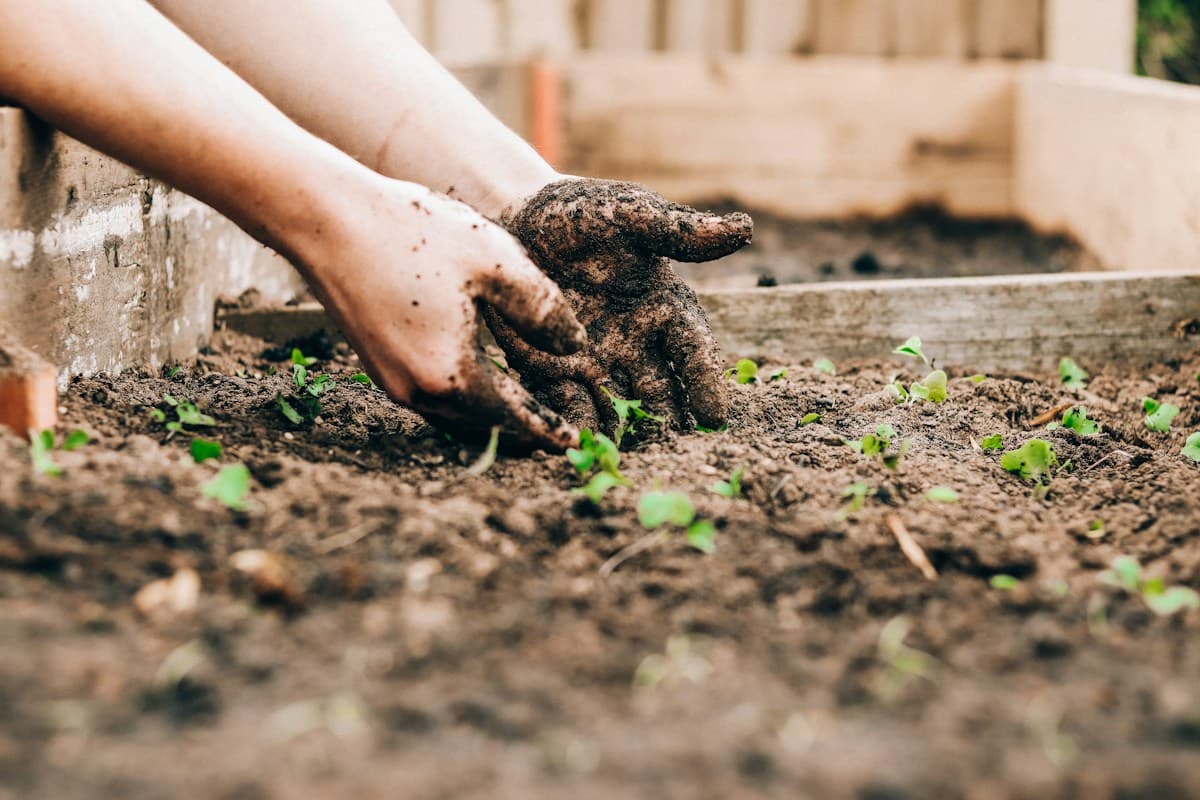 Hands planting seedlings in a raised bed