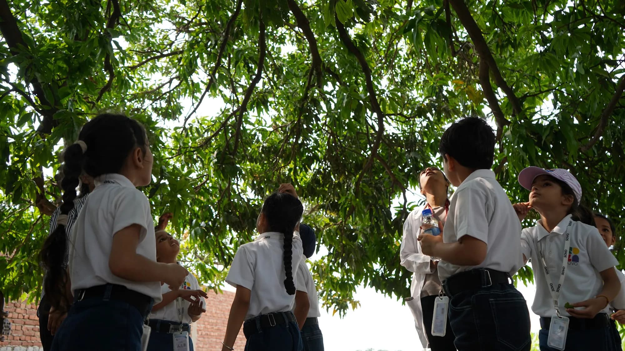Students gathered under a big tree, looking up into its branches